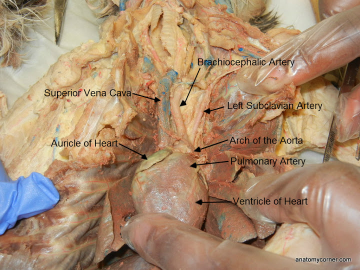 Circulatory System - Anatomy of Felis domestica